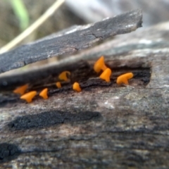 Dacrymyces sp. at Cooma North Ridge Reserve - 27 Dec 2023 by mahargiani