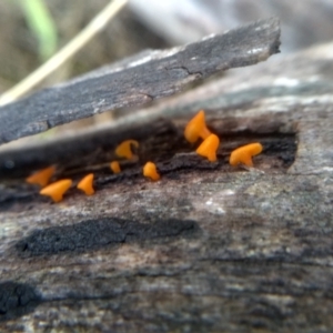 Dacrymyces sp. at Cooma North Ridge Reserve - 27 Dec 2023