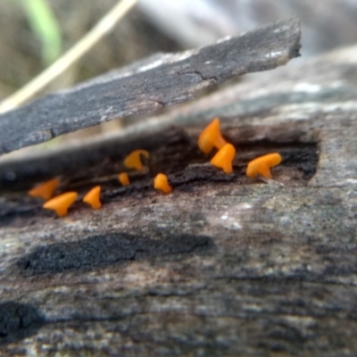 Dacrymyces sp. at Cooma North Ridge Reserve - 27 Dec 2023 by mahargiani