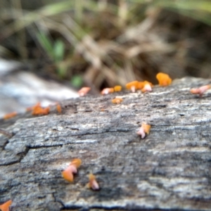 Dacrymyces sp. at Cooma North Ridge Reserve - 27 Dec 2023