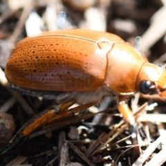 Anoplognathus sp. (genus) (Unidentified Christmas beetle) at Holt, ACT - 27 Dec 2023 by Sammyj87