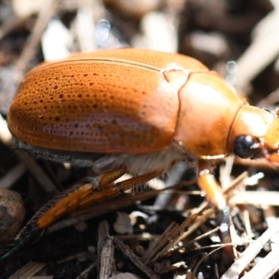 Anoplognathus sp. (genus) (Unidentified Christmas beetle) at Holt, ACT - 27 Dec 2023 by Sammyj87