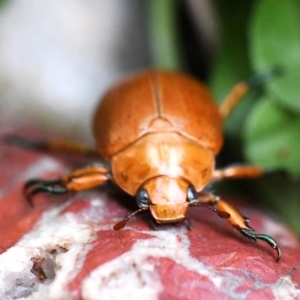 Anoplognathus sp. (genus) at Holt, ACT - 27 Dec 2023