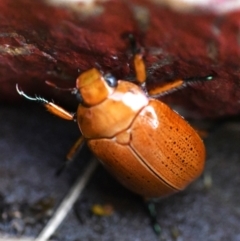 Anoplognathus sp. (genus) at Holt, ACT - 27 Dec 2023 04:44 PM