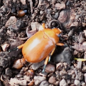 Anoplognathus sp. (genus) at Holt, ACT - 27 Dec 2023 04:44 PM