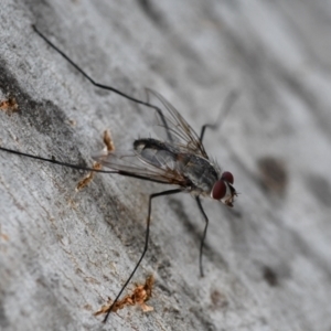 Senostoma sp. (genus) at Holt, ACT - 23 Dec 2023