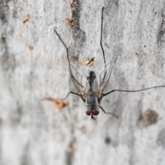 Senostoma sp. (genus) at Holt, ACT - 23 Dec 2023 03:01 PM