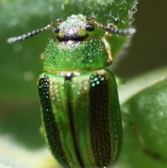 Calomela vittata (Acacia leaf beetle) at Holt, ACT - 11 Nov 2023 by Sammyj87