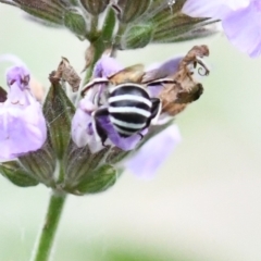 Amegilla (Zonamegilla) asserta (Blue Banded Bee) at Holt, ACT - 3 Dec 2023 by Sammyj87