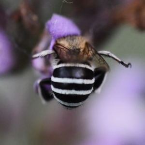 Amegilla (Zonamegilla) asserta at Holt, ACT - 3 Dec 2023