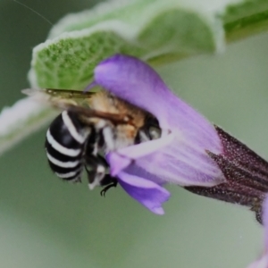 Amegilla (Zonamegilla) asserta at Holt, ACT - 3 Dec 2023