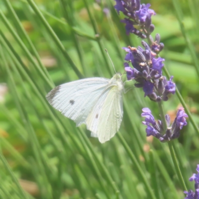 Pieris rapae (Cabbage White) at QPRC LGA - 27 Dec 2023 by MatthewFrawley