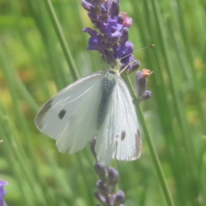 Pieris rapae at QPRC LGA - 27 Dec 2023