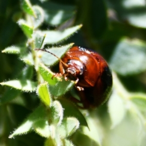 Dicranosterna immaculata at Holt, ACT - 7 Oct 2023