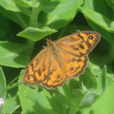 Heteronympha merope (Common Brown Butterfly) at QPRC LGA - 27 Dec 2023 by MatthewFrawley