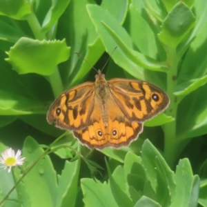 Heteronympha merope at QPRC LGA - 27 Dec 2023