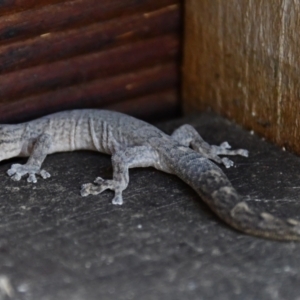 Christinus marmoratus at Holt, ACT - 29 Oct 2023 12:18 PM