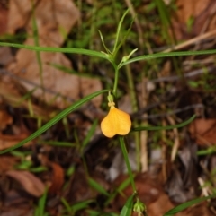 Pigea stellarioides (Spade Flower) at Sheldon, QLD - 27 Dec 2023 by PJH123