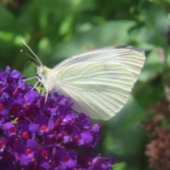 Pieris rapae (Cabbage White) at QPRC LGA - 27 Dec 2023 by MatthewFrawley