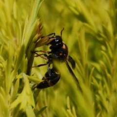 Eumeninae (subfamily) at Holt, ACT - 29 Oct 2023