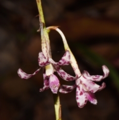 Dipodium variegatum (Blotched Hyacinth Orchid) at Sheldon, QLD - 27 Dec 2023 by PJH123