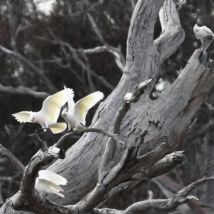 Cacatua sanguinea at Mulligans Flat - 19 Aug 2023 10:38 AM