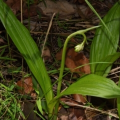 Geodorum densiflorum (Pink Nodding Orchid, Shepherds Crook Orchid) at Sheldon, QLD - 27 Dec 2023 by PJH123