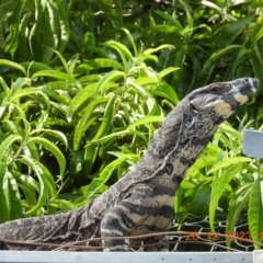 Varanus varius (Lace Monitor) at Wollondilly Local Government Area - 26 Dec 2023 by bufferzone