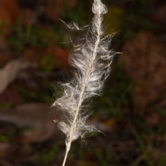 Unidentified Grass at Sheldon, QLD - 27 Dec 2023 by PJH123
