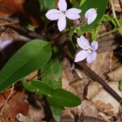 Pseuderanthemum variabile (Pastel Flower) at Sheldon, QLD - 27 Dec 2023 by PJH123