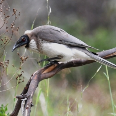 Philemon corniculatus (Noisy Friarbird) at Ginninderry Conservation Corridor - 15 Oct 2023 by Sammyj87
