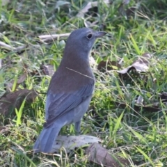 Colluricincla harmonica (Grey Shrikethrush) at Ginninderry Conservation Corridor - 11 Jun 2023 by Sammyj87