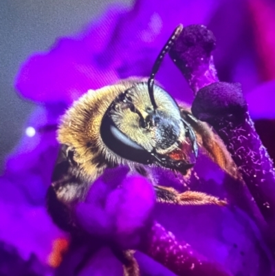 Leioproctus (Leioproctus) amabilis (A plaster bee) at Murrumbateman, NSW - 26 Dec 2023 by amiessmacro