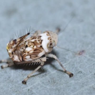 Cicadellidae (family) (Unidentified leafhopper) at QPRC LGA - 27 Dec 2023 by DianneClarke