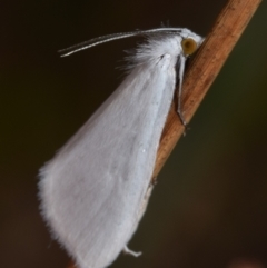 Tipanaea patulella (The White Crambid moth) at Mount Jerrabomberra - 27 Dec 2023 by DianneClarke