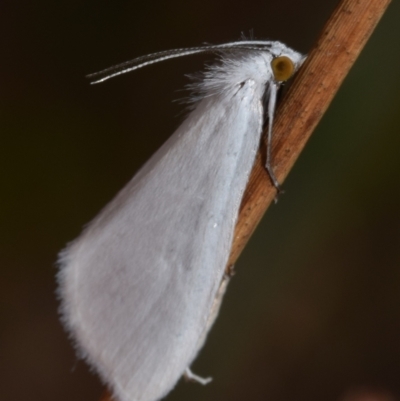 Tipanaea patulella (A Crambid moth) at QPRC LGA - 27 Dec 2023 by DianneClarke