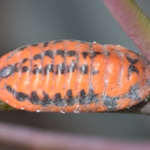 Monophlebulus sp. (genus) at QPRC LGA - 27 Dec 2023