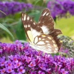 Belenois java (Caper White) at Penrose - 19 Dec 2023 by Aussiegall