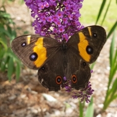 Tisiphone abeona (Varied Sword-grass Brown) at Penrose - 17 Dec 2023 by Aussiegall