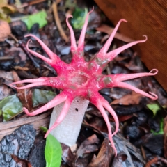 Aseroe rubra (Anemone Stinkhorn) at Gordon, ACT - 25 Dec 2023 by Schow