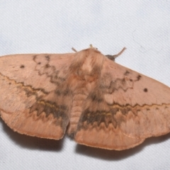 Anthela varia at QPRC LGA - 27 Dec 2023 10:31 PM