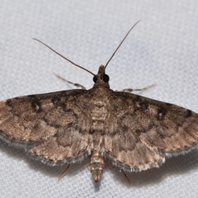 Metasia delotypa (A Crambid moth (Spilomelinae)) at QPRC LGA - 27 Dec 2023 by DianneClarke
