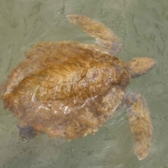 Chelonia mydas at Cleveland, QLD - 9 Dec 2023 by TimL