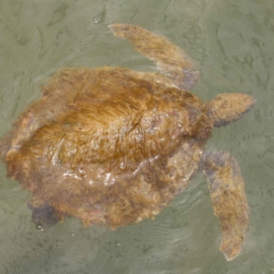 Chelonia mydas at Cleveland, QLD - 8 Dec 2023 by TimL
