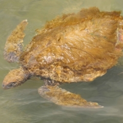 Chelonia mydas at Cleveland, QLD - 8 Dec 2023 by TimL