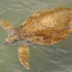 Chelonia mydas at Cleveland, QLD - 8 Dec 2023 by TimL