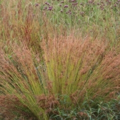 Juncus (genus) (A Rush) at Wodonga - 26 Dec 2023 by KylieWaldon