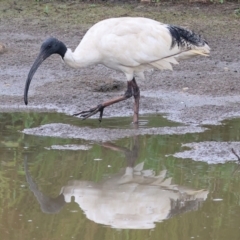 Threskiornis molucca (Australian White Ibis) at Wodonga - 25 Dec 2023 by KylieWaldon