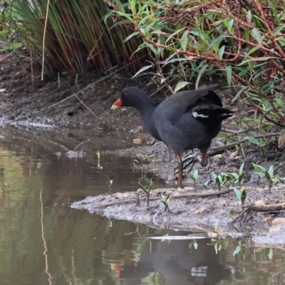 Gallinula tenebrosa (Dusky Moorhen) at Wodonga, VIC - 26 Dec 2023 by KylieWaldon