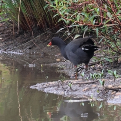 Gallinula tenebrosa (Dusky Moorhen) at Wodonga, VIC - 25 Dec 2023 by KylieWaldon